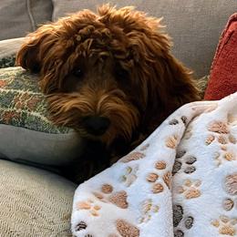 Goldendoodle Puppies from Frannie's Goldendoodle Puppies