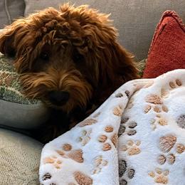 Goldendoodle Puppies from Frannie's Goldendoodle Puppies