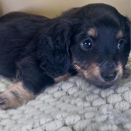 Adonis - Black and tan male Dachshund puppy in Jena, Louisiana from Amy’s Mini Doxies