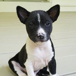 Basenji Puppies from Haus Annandael Basenjis