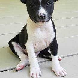 Basenji Puppies from Haus Annandael Basenjis