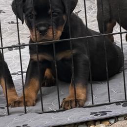 Yellow boy - Black and mahogany male Rottweiler puppy in Lyons, Indiana from White River Rottweilers