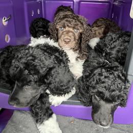 Poodle Puppies from Apricity Poodles