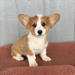 Bacon - White and red male Pembroke Welsh Corgi puppy in Mc Cammon, Idaho from Sunny J Corgis and Mini Americans