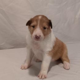 Tucker Boy 4 royal blue - Sable merle and white male Collie puppy in Salem, Indiana from Living Blessed Collies