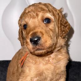 Orange - Apricot male Poodle puppy in Keedysville, Maryland from Sunshine Red Standard Poodles