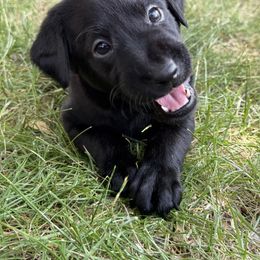 Mantis - Dark Purple collar - Black female Labrador Retriever puppy in Great Falls, Montana from Yogo Point Kennels