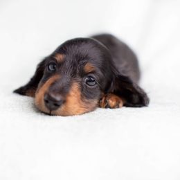 Dachshund Puppies from MyGaDachs