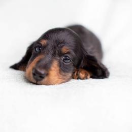 Dachshund Puppies from MyGaDachs
