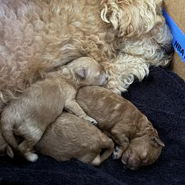 Maltipoo Puppies from Rosie’s Maltipoo’s