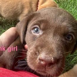 Labrador Retriever puppies from North Star Retrievers