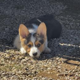 Pembroke Welsh Corgi Puppies from Ruidoso's Crowned Companions