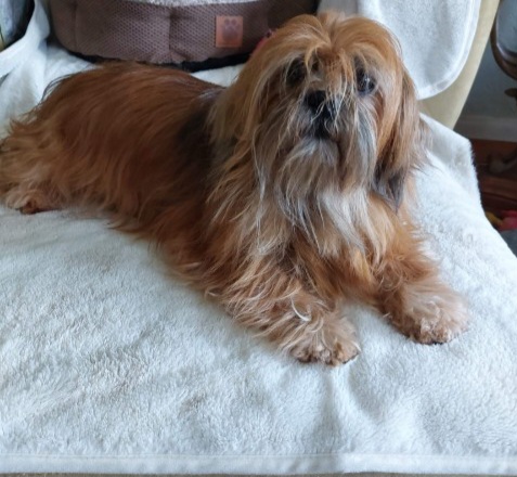 Hope - Lhasa Apso