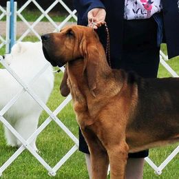 Bloodhounds from Bluebloods Kennel
