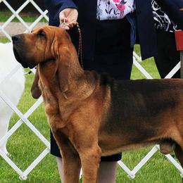 Bloodhounds from Bluebloods Kennel