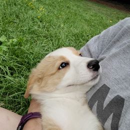 English Shepherd Puppies from ThreeDarkBays English Shepherds