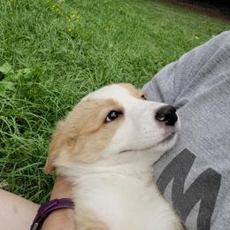 English Shepherd Puppies from ThreeDarkBays English Shepherds