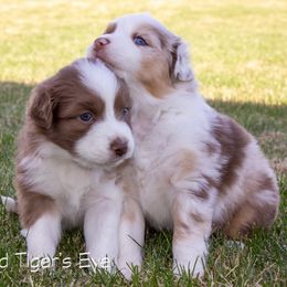 Australian Shepherd Puppies from Cedarville Aussies