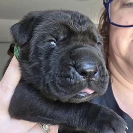 Cane Corso Puppies from CANE CORSO DI DROGHEDA