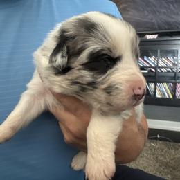 Merle boy 2 - Blue merle male Australian Shepherd puppy in Nezperce, Idaho from Willow Creek Farm
