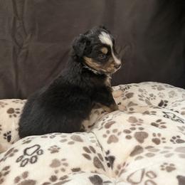 Jackpot - Black tri male Miniature Australian Shepherd puppy in Apache Junction, Arizona from Circle T Mini Aussies