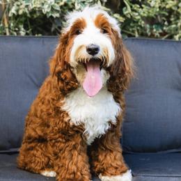 Melody - Australian Labradoodle