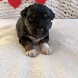 Tank - Black tri-color male Australian Shepherd puppy in Zwingle, Iowa from Homestead Aussies & Doodles