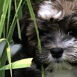 Alfalfa - Havanese puppy from Green Gables Havanese