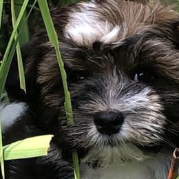 Alfalfa - Havanese puppy from Green Gables Havanese