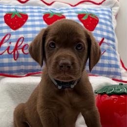 Gray - Chocolate female Labrador Retriever puppy in Heath Springs, South Carolina from Rich Hill Retrievers