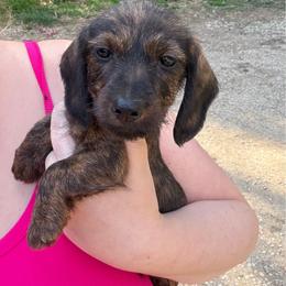 Beethoven - Brindle male Dachshund puppy in Livingston, Kentucky from Illyria Dox & GSD