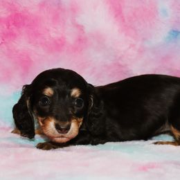 Black Tan Female 1 - Black and tan female Dachshund puppy in Coldwater, Mississippi from Mississippi Shorties Miniature Dachshunds