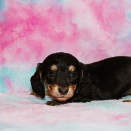 Black Tan Female 1 - Black and tan female Dachshund puppy in Coldwater, Mississippi from Mississippi Shorties Miniature Dachshunds