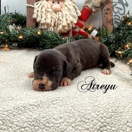 Atreyu - Black female Great Dane puppy in Prairieville, Louisiana from Southern Barron Danes & Dachshunds