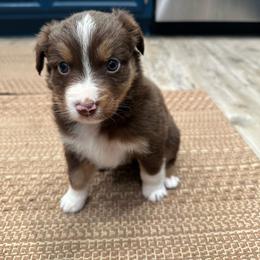 Poppy - Red tri-color female Australian Shepherd puppy in Hemet, California from Perfect Companion Aussie's