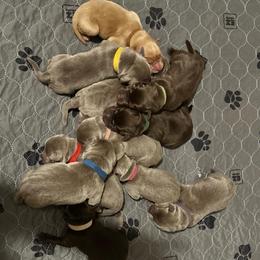 Rose Collar - Silver female Dilute Retriever puppy in Douglass, Kansas from JP Kennels, LLC