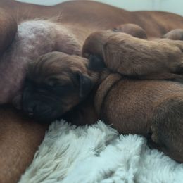 Girl 1 - female Rhodesian Ridgeback puppy in Kansas City, Missouri from Stoneridge Ridgebacks