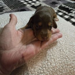 Boy 3 - Chocolate and tan male Dachshund puppy in Edinburg, Virginia from Hunter Lane Dachshunds