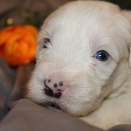 Old English Sheepdog, Sheepadoodle, and Shih Tzu Puppies from Animal Crackers