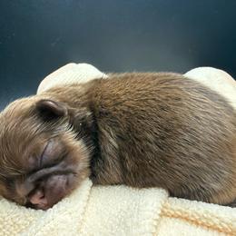Liver Boy - Liver male Shih Tzu puppy in Albany, New York from Precious Shihpoo’s and Luxurious Shih Tzu’s