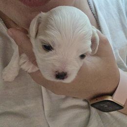 Maltipoo Puppies from Missy's Little Garden