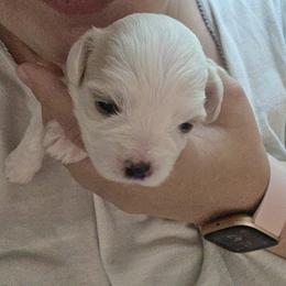 Maltipoo Puppies from Missy's Little Garden