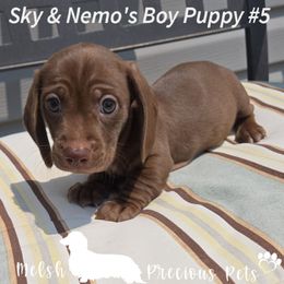 Boy 3 ( Puppy 5 from Birth order ) - Chocolate male Dachshund puppy in Anamosa, Iowa from Melsh Precious Pets