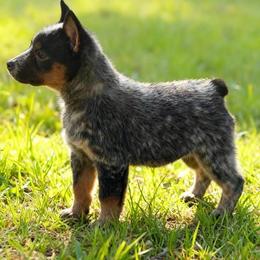 PORSCHE - tiny girl - Blue female Australian Cattle Dog puppy in Kalispell, Montana from BTR Australian Cattle Dogs