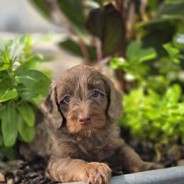 Ms Casey - Merle female Bernedoodle puppy in Blanco, Texas from Texas Hill Country Sheepadoodles & Bernedoodles