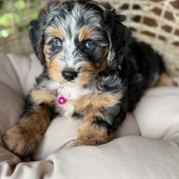 Martini - Blue merle female Aussiedoodle puppy in Grinnell, Iowa from Rural Iowa Aussies & Doodles