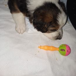 English Shepherd Puppies from ThreeDarkBays English Shepherds
