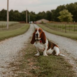 Roo, Momma Roo, or Roodie - Basset Hound