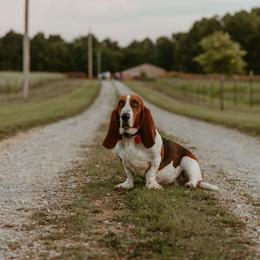 Roo, Momma Roo, or Roodie - Basset Hound