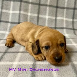 Amber - Dapple female Dachshund puppy in Carlsbad, Texas from MV Mini Dachshunds